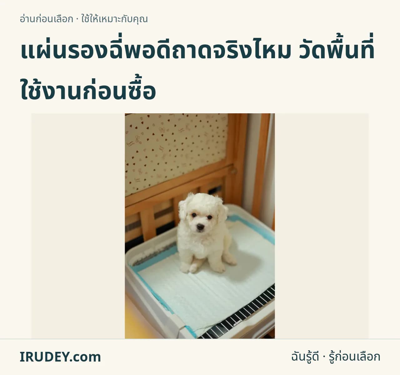 สุนัขตัวเล็กอยู่บนแผ่นรองฝึกขับถ่าย