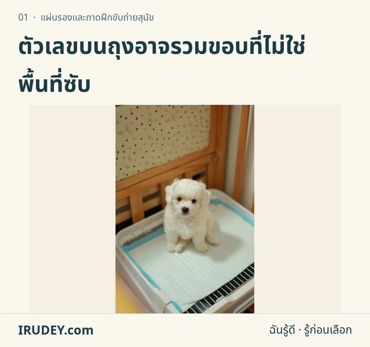 สุนัขตัวเล็กอยู่บนแผ่นรองฝึกขับถ่าย