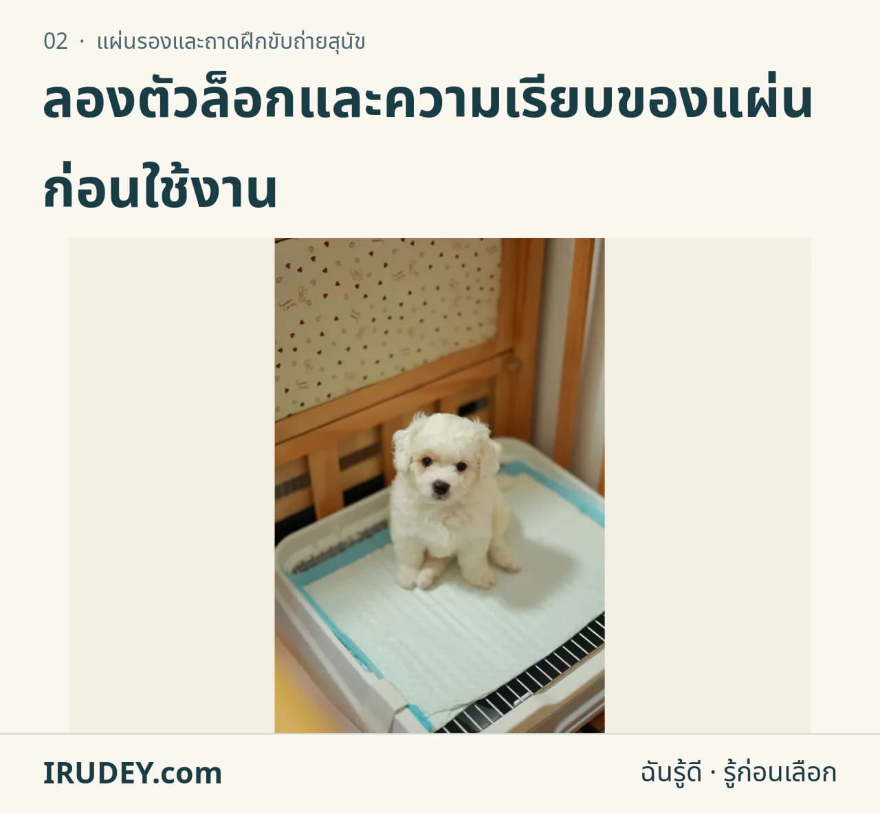 สุนัขตัวเล็กอยู่บนแผ่นรองฝึกขับถ่าย