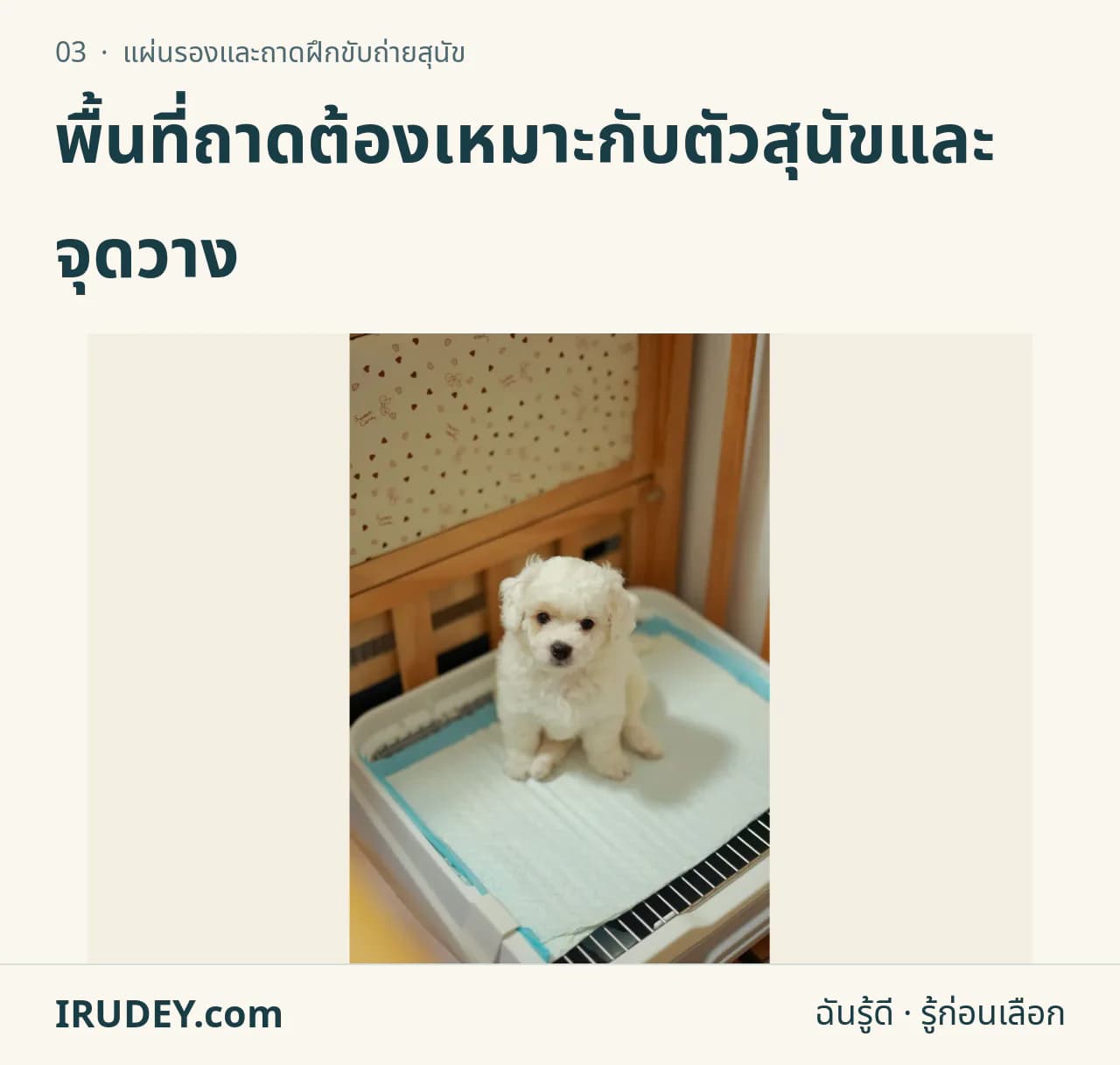 สุนัขตัวเล็กอยู่บนแผ่นรองฝึกขับถ่าย