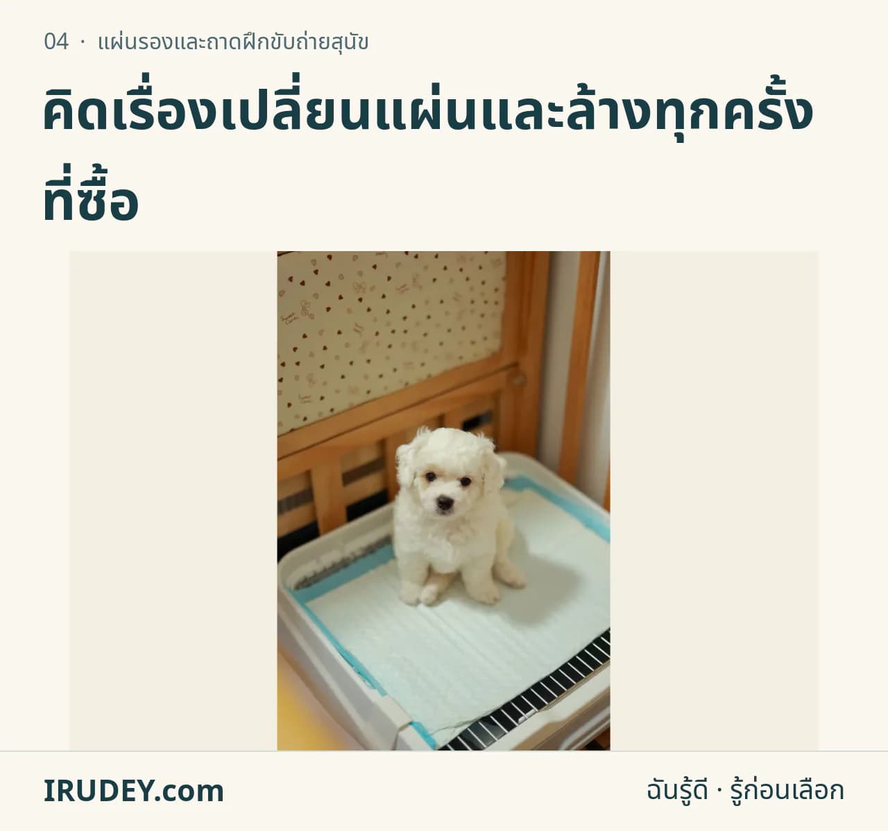 สุนัขตัวเล็กอยู่บนแผ่นรองฝึกขับถ่าย